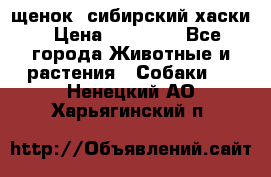 щенок  сибирский хаски › Цена ­ 12 000 - Все города Животные и растения » Собаки   . Ненецкий АО,Харьягинский п.